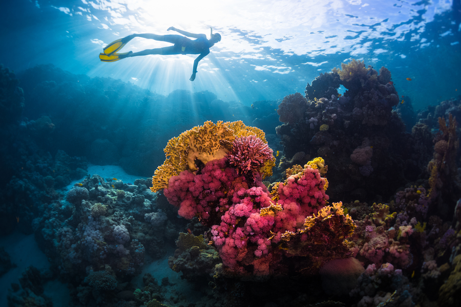 diver swimming over a vibrant coral formation in the Red Sea Coral Reef