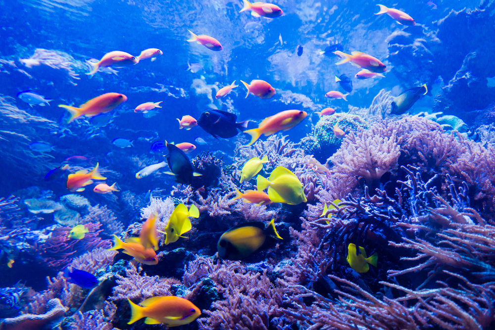 a thriving coral reef system with fish