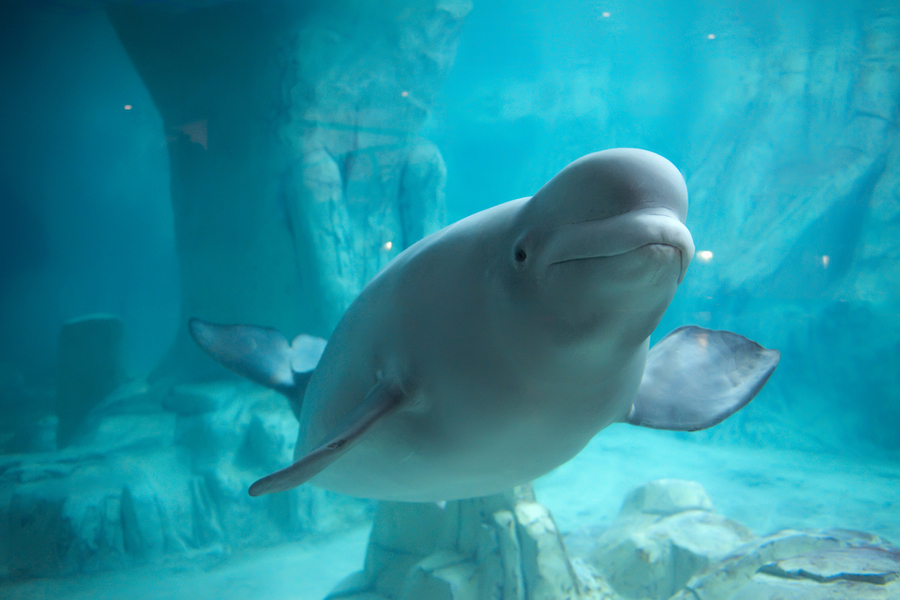 a beluga whale in clear blue water