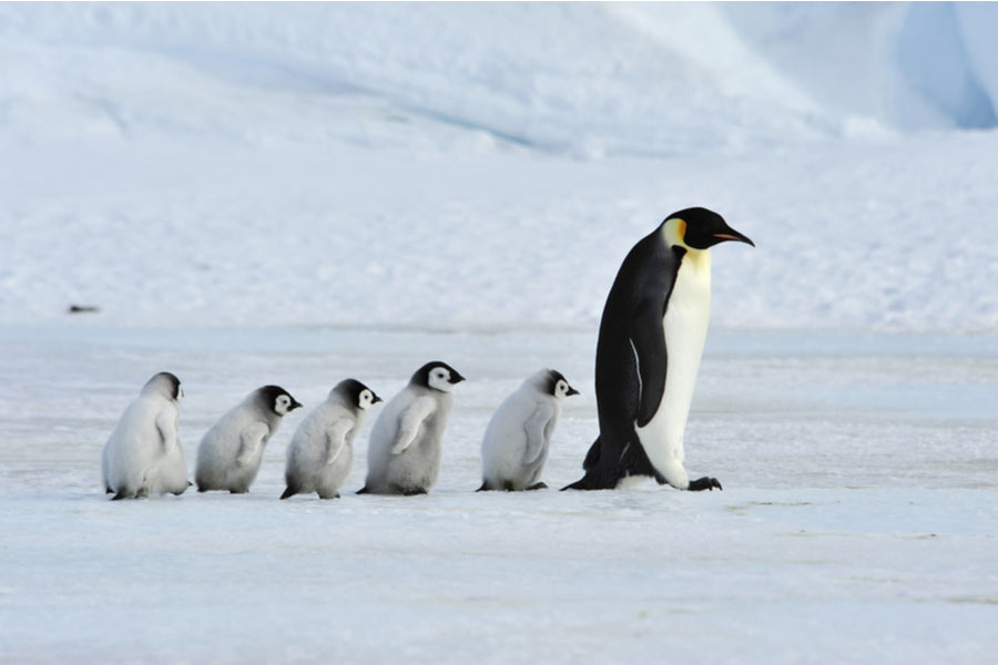 an emperor penguin and its chicks