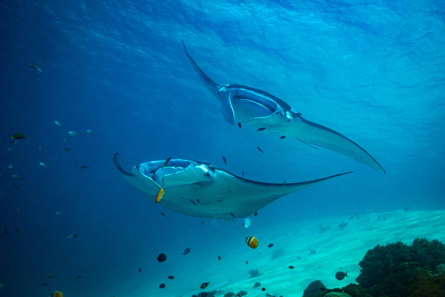 two manta rays swimming underwater