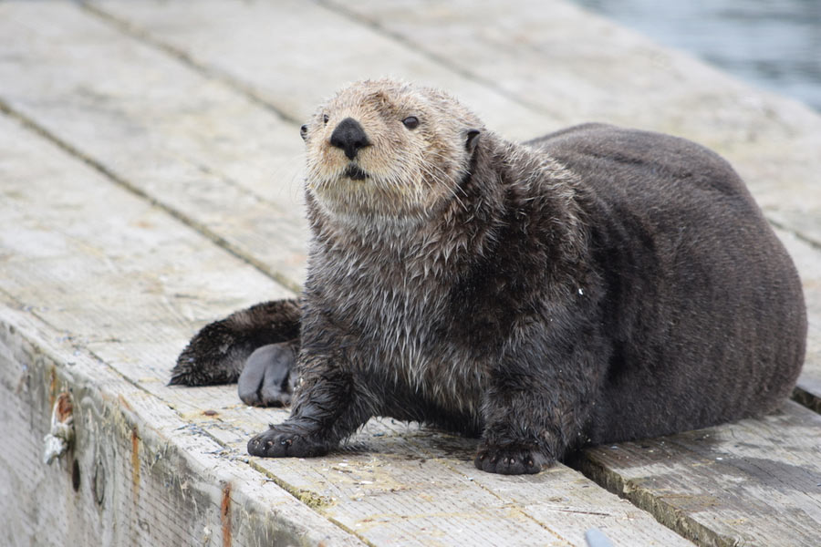 a sea otter sitting on a wooden platform smartest animal in the ocean