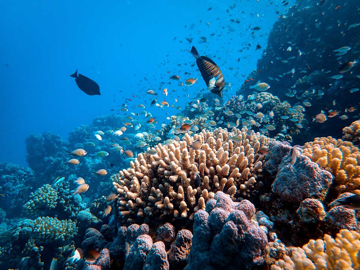 coral reef underwater exploration