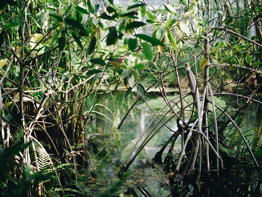 mangroves in a swampy area