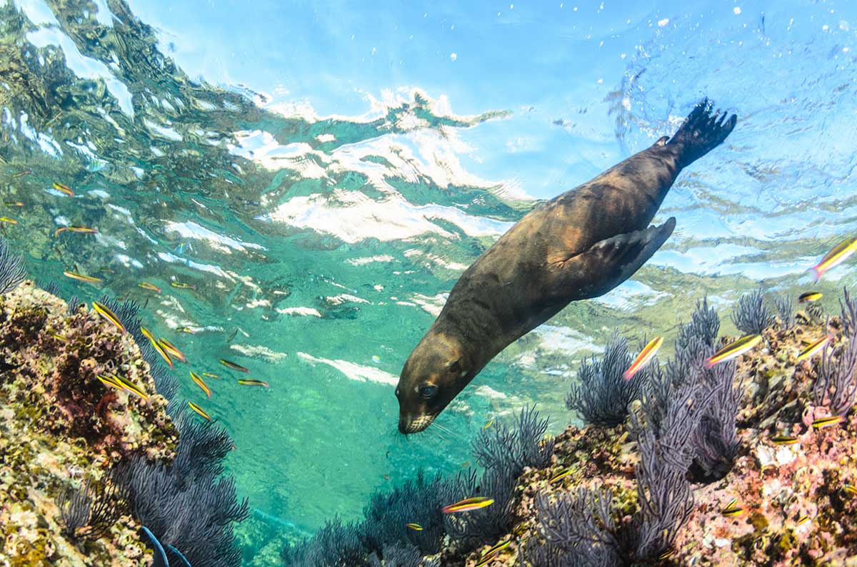 Californian sea lion (Zalophus californianus) swimming in Los Islotes, Baja California Sur, Mexico