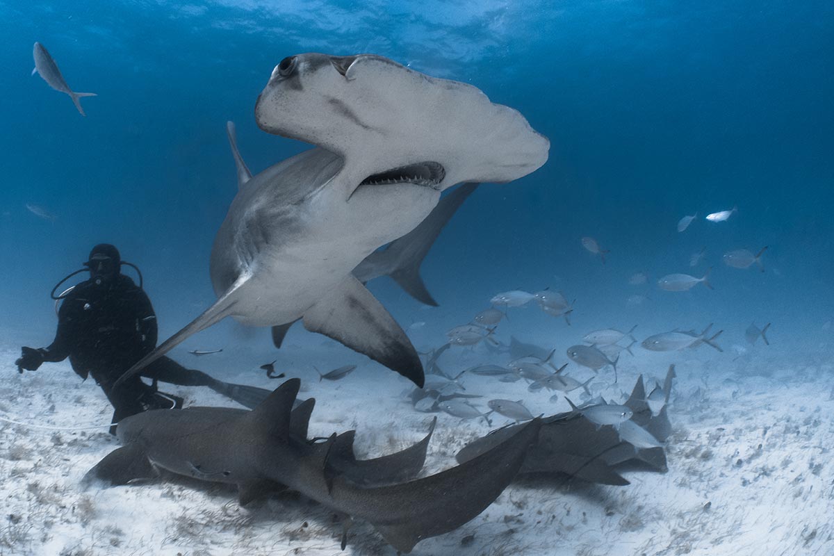 Bimini, Bahamas, Caribbean scuba diving with Hammerhead Shark