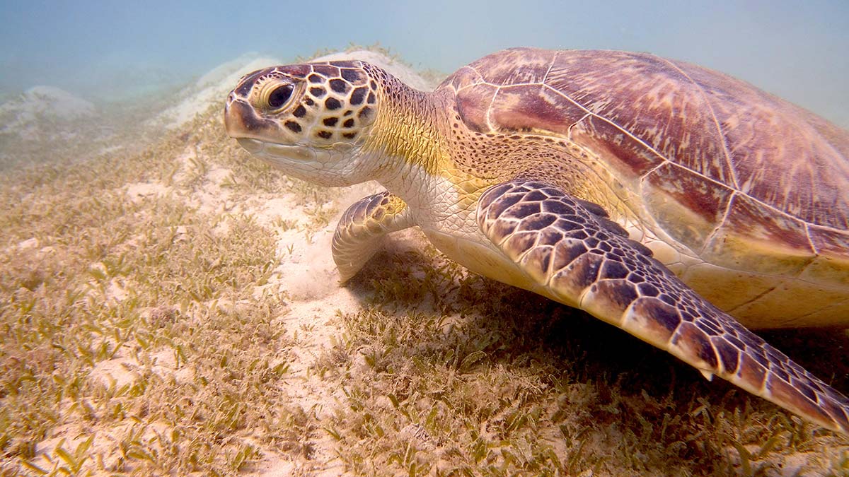 Marsa Alam, Egypt turtle scuba diving