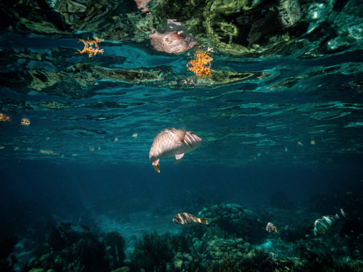 Belize scuba diving best places to learn to scuba dive