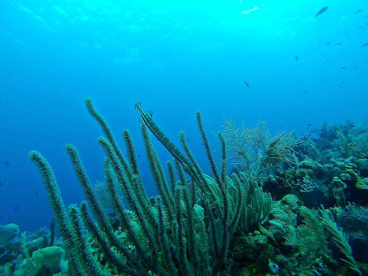 Honduras scuba diving