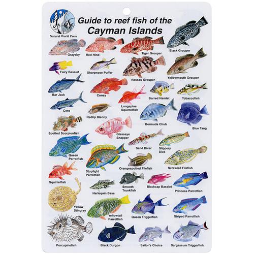 Cayman Islands Fish I.D. Card